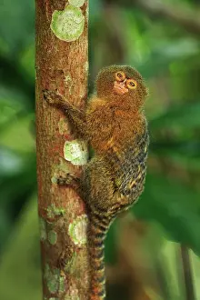 Cebuella: Pygmy Marmoset / Dwarf Monkey Amacayacu National