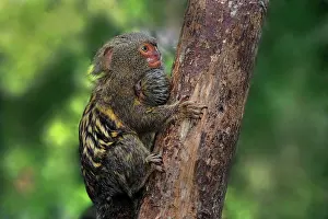 Cebuella: Pygmy Marmoset / Dwarf Monkey Amacayacu National