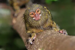 Cebuella: Pygmy Marmoset / Dwarf Monkey Amacayacu National