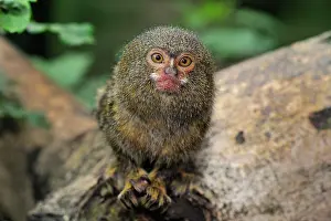 Cebuella: Pygmy Marmoset / Dwarf Monkey Amacayacu National