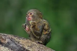 Cebuella: Pygmy Marmoset / Dwarf Monkey Amacayacu National