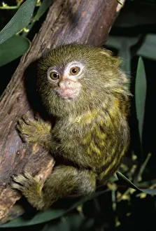 Size: PYGMY MARMOSET - ON TREE