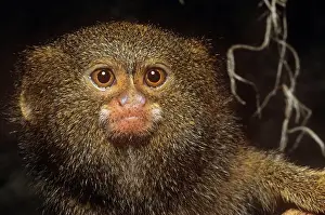 Cebuella: Pygmy Marmoset - worlds smallest Monkey