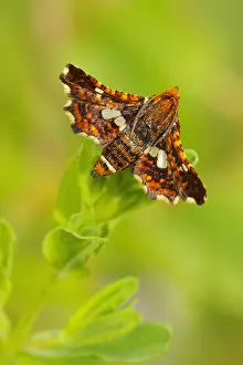 Antennata: Pygmy moth (Thyris fenestrella) laid to warm in