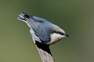 Nuthatches: Pygmy Nuthatch