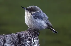 Pygmaea: Pygmy Nuthatch