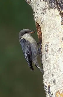 Pygmaea: Pygmy Nuthatch