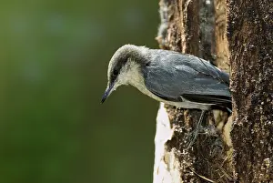 Pygmaea: Pygmy Nuthatch