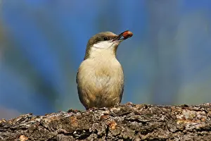 Nuthatches: Pygmy Nuthatch - with nut in beak