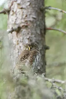 Passerinum: Pygmy Owl