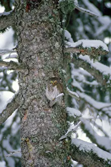 Passerinum: PYGMY OWL