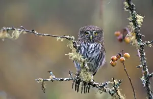 Glaucidium: Pygmy Owl