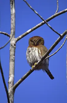 Glaucidium: Pygmy Owl