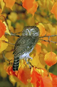 Glaucidium: Pygmy owl