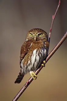 Glaucidium: Pygmy Owl