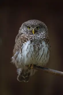 Passerinum: Pygmy Owl - adult bird perched on a branch - Germany