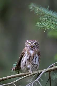 Passerinum: Pygmy Owl - adult bird perched on a branch - Germany