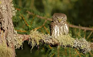 Passerinum: Pygmy Owl (Glaucicium passerinum), sitting on a