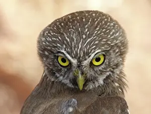 Ferruginous: Pygmy owl (Glaucidium brasilianum) in the physiographic