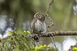 Owls: Pygmy Owl (Glaucidium passerinum)