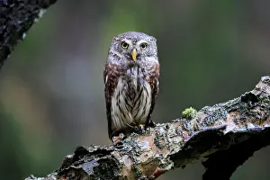 Passerinum: Pygmy owl (Glaucidium passerinum), adult, on tree