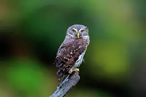 Passerinum: Pygmy owl (Glaucidium passerinum), adult, waiting