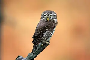 Passerinum: Pygmy owl (Glaucidium passerinum), adult, waiting