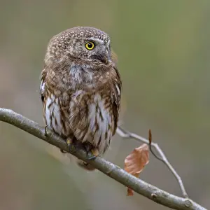 Dome: Pygmy Owl (Glaucidium passerinum), female on beech