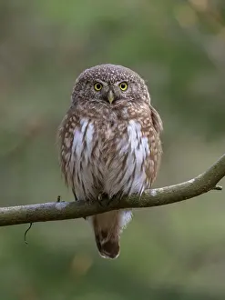Dome: Pygmy Owl (Glaucidium passerinum), female on beech