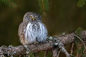 Passerinum: Pygmy owl (Glaucidium passerinum), sitting on the