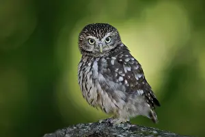 Czech: Pygmy Owl (Glaucidium paYerinum), adult, on tree