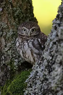 Czech: Pygmy Owl (Glaucidium paYerinum), adult, on tree