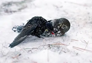 Glaucidium: Pygmy Owl - killing Starling