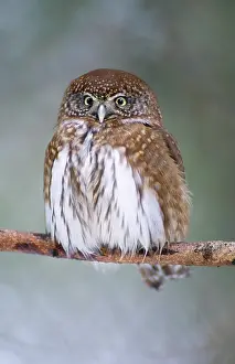 Fluffed: Pygmy OWL - perching, fluffed-out