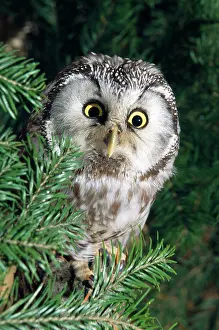 Passerinum: Pygmy OWL - sits in tree