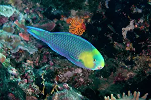 Weda: Pygmy Parrotfish - Pasir Tidore dive site, Weda