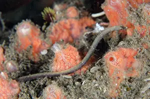 Pipefish: Pygmy Pipefish - Ghost Bay dive site, Amed, Karangasem