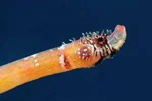 Pipefish: Pygmy pipefish (Minyichthys sentus). This tiny f