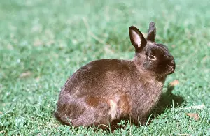 Pygmy: PYGMY RABBIT - domestic breed