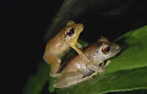 Leptodactylidae: Pygmy Rain Frogs