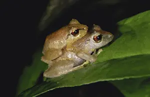 Leptodactylidae: Pygmy Rain Frogs