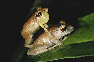 Inflated: Pygmy Rain Frogs