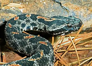 Deadly: Pygmy Rattlesnake