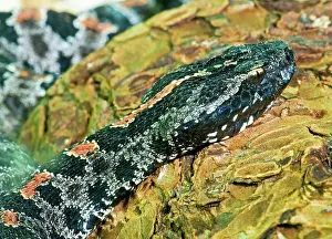 Deadly: Pygmy Rattlesnake