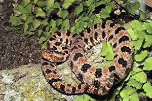 Pigmy: Pygmy Rattlesnake