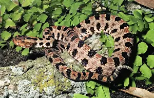 Pigmy: Pygmy Rattlesnake