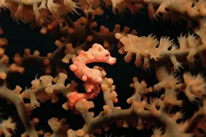 Fans: Pygmy Seahorse