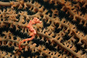 Fans: Pygmy Seahorse