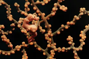 Fans: Pygmy Seahorse