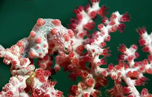 Trawangan: Pygmy Seahorse